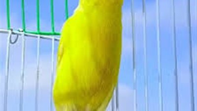 ماذا يسمي صوت الكناري
