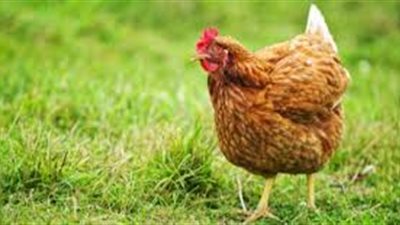 كل ما تريد معرفته عن أنواع الدجاج