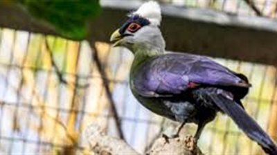 معلومات عن عالم الطيور والحشرات