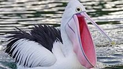 معلومات عن طائر البجع