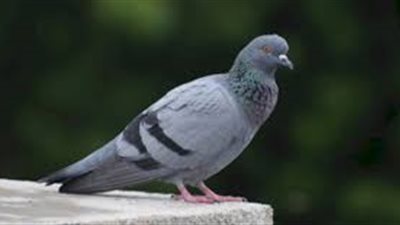 كل ما تريد معرفته عن الحمام
