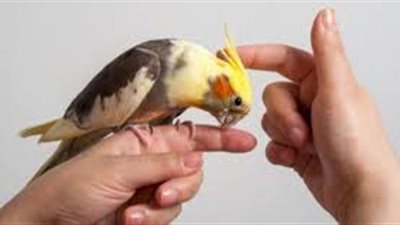 كيف أعرف عمر الببغاء