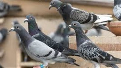 افضل طريقة  لوقاية الحمام من الأمراض