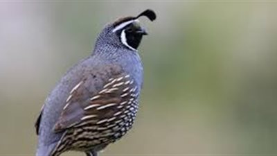 تزاوج وتكاثر طائر السمان