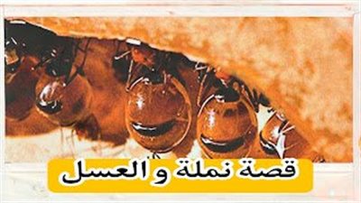 قصة ﺳﻘﻄﺖ ﻗﻄﺮﺓ ﻋﺴﻞ ﻋﻠﻰ ﺍﻷﺭﺽ