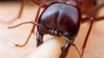 ما فوائد قرصة النمل