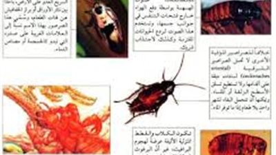 ما خصائص الحشرات