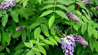كل ما تريد معرفته عن النباتات