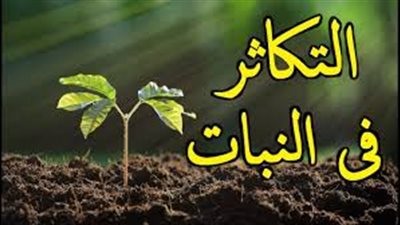 طرق تكاثر النباتات