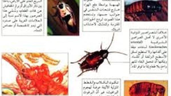 موقع أيام نيوز