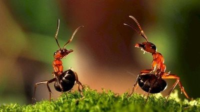 كل ما تريد معرفته عن  حمض الفورميك