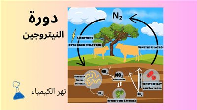 كل ما تريد معرفة عن مراحل دورة النيتروجين