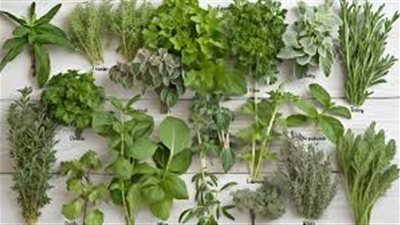 ما أنواع الأعشاب
