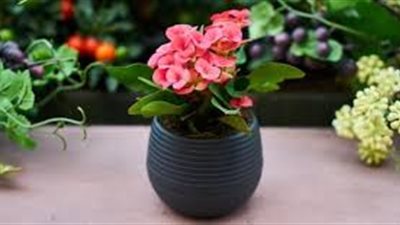 كل ما تريد معرفته عن نباتات الزينة