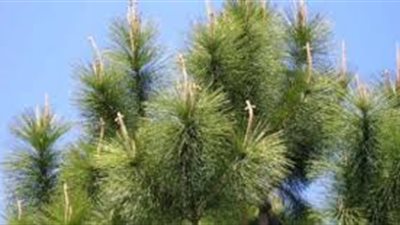 أهمية النباتات مغطاة البذور
