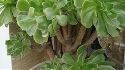ما أنواع النباتات وأسماؤها