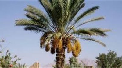 فوائد شجرة النخيل