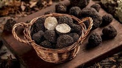 كل ما تريد معرفته عن الكمأة