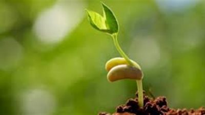 ما مراحل نمو بذرة الفاصولياء