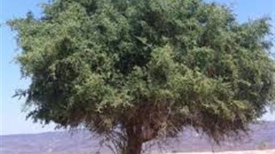 شجرة السدر