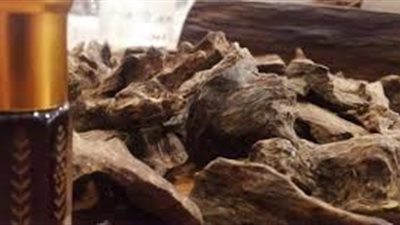 ما فوائد عود القماري