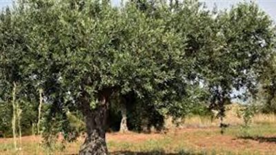 كم تحتاج شجرة الزيتون من الماء
