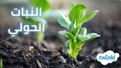 ما أنواع النباتات الحولية