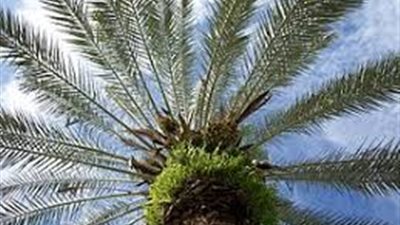 أجزاء النخلة