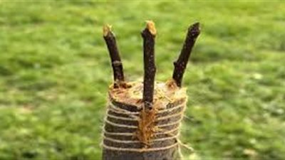 كل ما تريد معرفته عن تطعيم النباتات