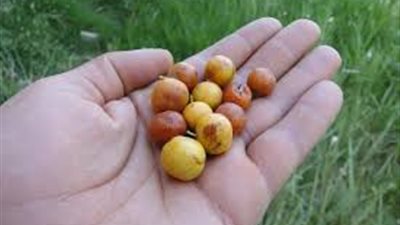 كل ما تريد معرفته عن ثمرة النبق