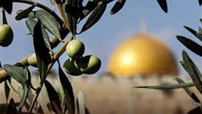 شجرة الزيتون في فلسطين