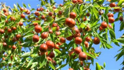 ثمار شجرة السدر