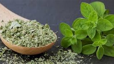 كل ما تريد معرفته عن عشبة بردقوش