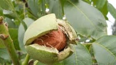 كل ما تريد معرفته عن شجرة الجوز