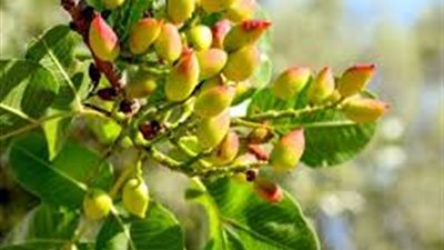 كل ما تريد معرفته عن شجرة الفستق الحلبي