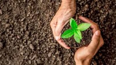 طرق حصول النباتات على الغذاء