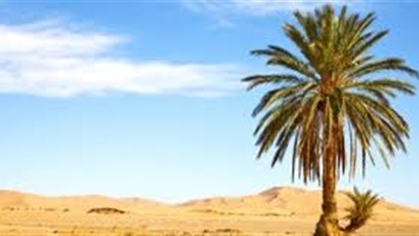 موقع أيام نيوز