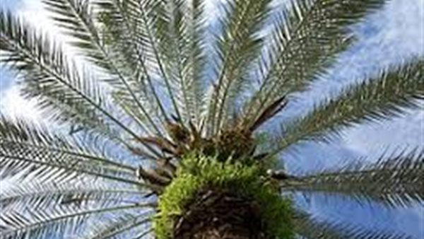 موقع أيام نيوز