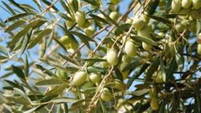 شرح عن شجرة الزيتون