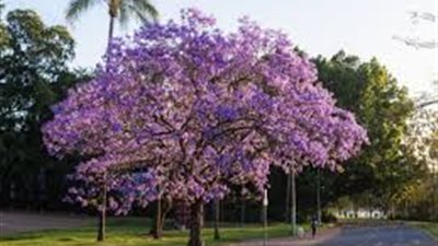 كل ما تريد معرفته عن شجرة الجاكرندا