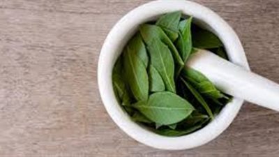 ما الفرق بين ورق الغار وورق السدر