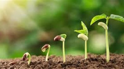 تعرف علي العناصر الغذائية المهمة للنبات