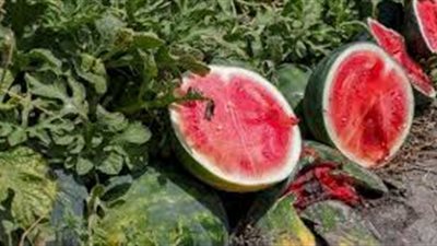 طرق مكافحة الآفات لمزارعي البطيخ