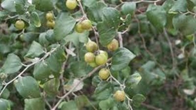 كل ما تريد معرفته عن نبات السدر