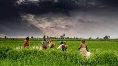 أهم المحاصيل الزراعية في مصر