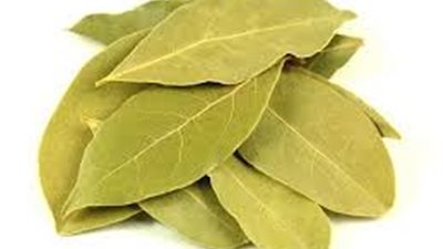 كل ما تريد معرفته عن ورق الغار