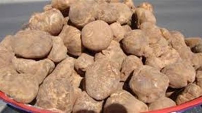 كل ما تريد معرفته عن الكمأ
