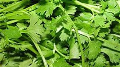 كل ما تريد معرفته عن الكزبرة