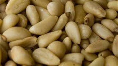 كل ما تريد معرفته عن  الصنوبر