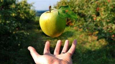 كل ما تريد معرفته عن قانون الجاذبية الأرضية